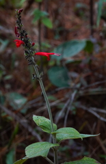 Salvia cinnabarina