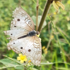 Anartia jatrophae