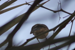 Haemorhous mexicanus