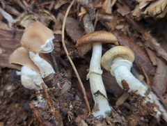 Psathyrella ellenae