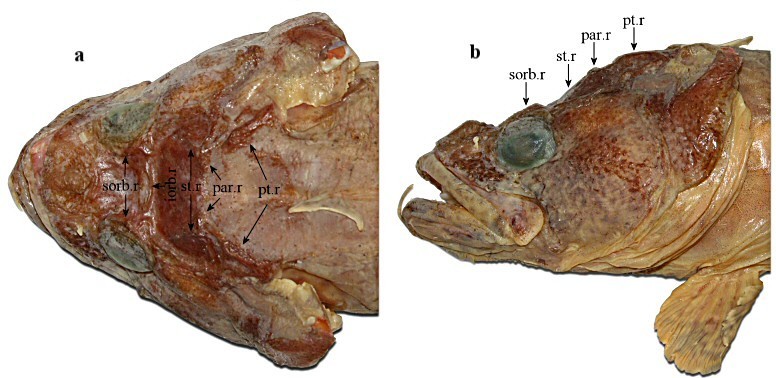 Saddleback Plunderfish