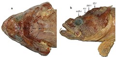 Saddleback Plunderfish photo 1