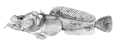 Saddleback Plunderfish photo 2
