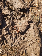 Labidura truncata