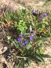 Anchusa calcarea