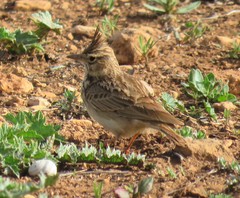 Galerida theklae ruficolor