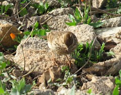 Galerida theklae ruficolor