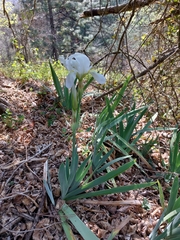 Iris albicans