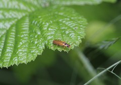 Cantharis decipiens