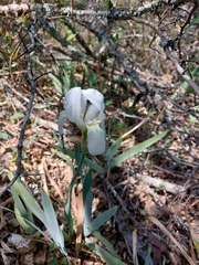 Iris albicans