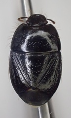 Pangaeus tuberculipes