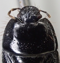Pangaeus tuberculipes