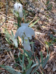 Iris albicans