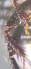 Pangaeus tuberculipes