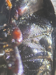 Pangaeus tuberculipes