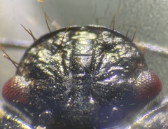 Pangaeus tuberculipes
