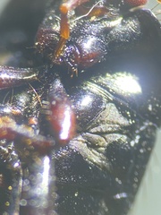 Pangaeus tuberculipes