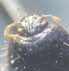 Pangaeus tuberculipes