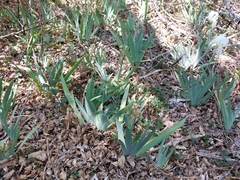 Iris albicans