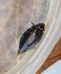 Dineutus ciliatus