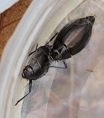 Dineutus ciliatus