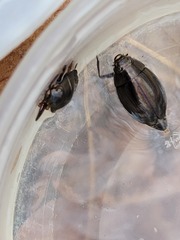 Dineutus ciliatus