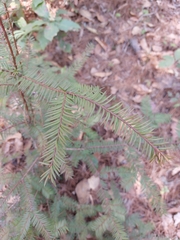 Taxus globosa