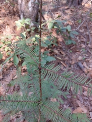 Taxus globosa