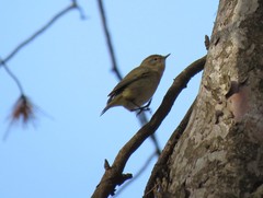 Phylloscopus collybita collybita