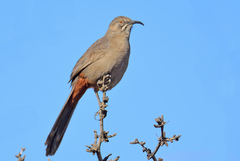 Crissal Thrasher photo 1