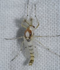 Coelotanypus concinnus
