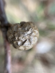 Disholcaspis quercusglobulus