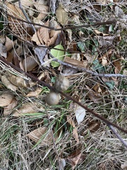 Disholcaspis quercusglobulus