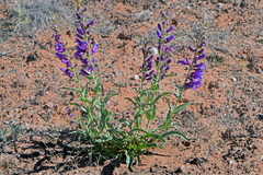 Penstemon laevis