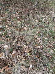 Disholcaspis quercusglobulus