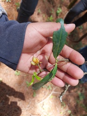 Ternstroemia sylvatica