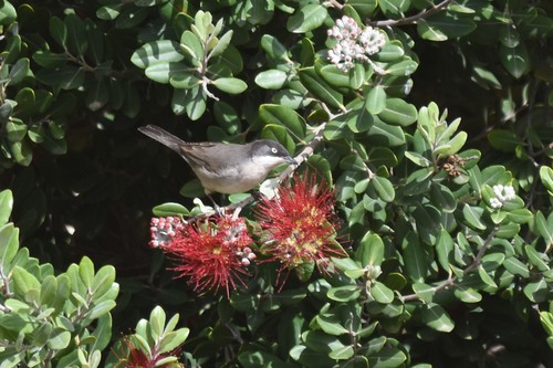 Curruca mirlona occidental (Curruca hortensis)