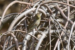 Passer domesticus