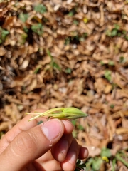 Aquilegia longissima