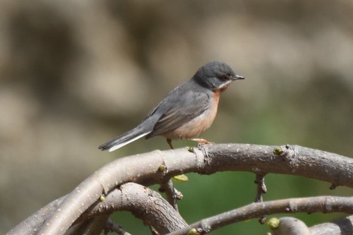 Curruca carrasqueña occidental (Curruca iberiae)