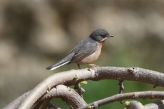Curruca iberiae