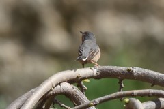 Curruca iberiae