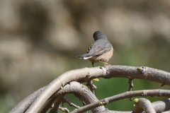 Curruca iberiae