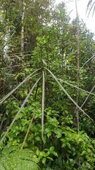 Pseudopanax crassifolius