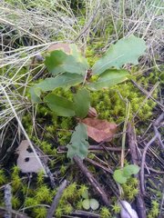 Quercus pubescens pubescens