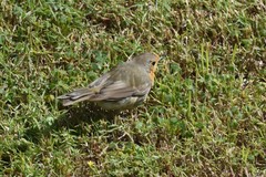 Erithacus rubecula