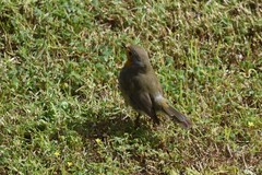 Erithacus rubecula