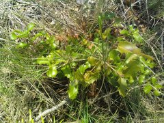 Quercus coccifera coccifera