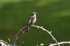 Passer domesticus