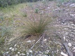 Stipa juncea